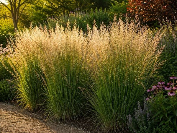 Panicum virgatum 'Heavy Metal' (Vingergras)