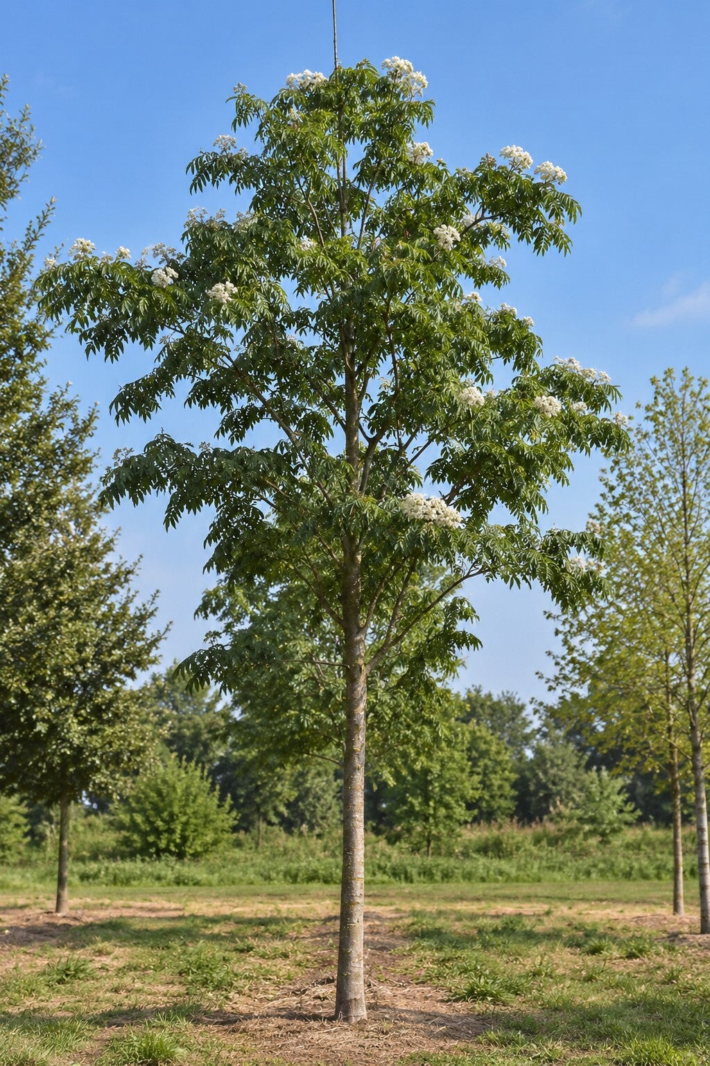 Tetradium daniellii (Bijenboom)