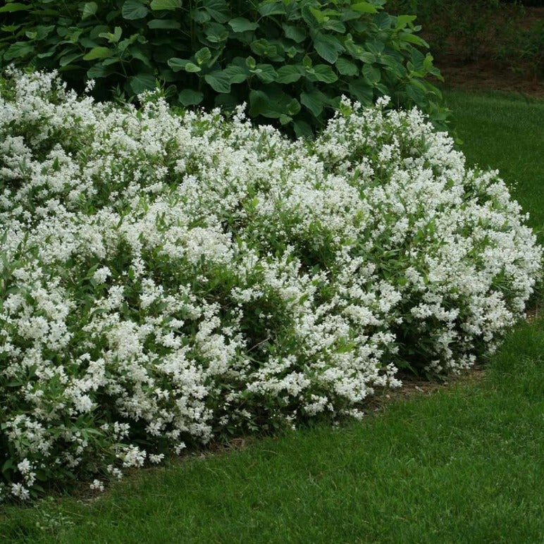 Deutzia gracilis (Bruidsbloem)