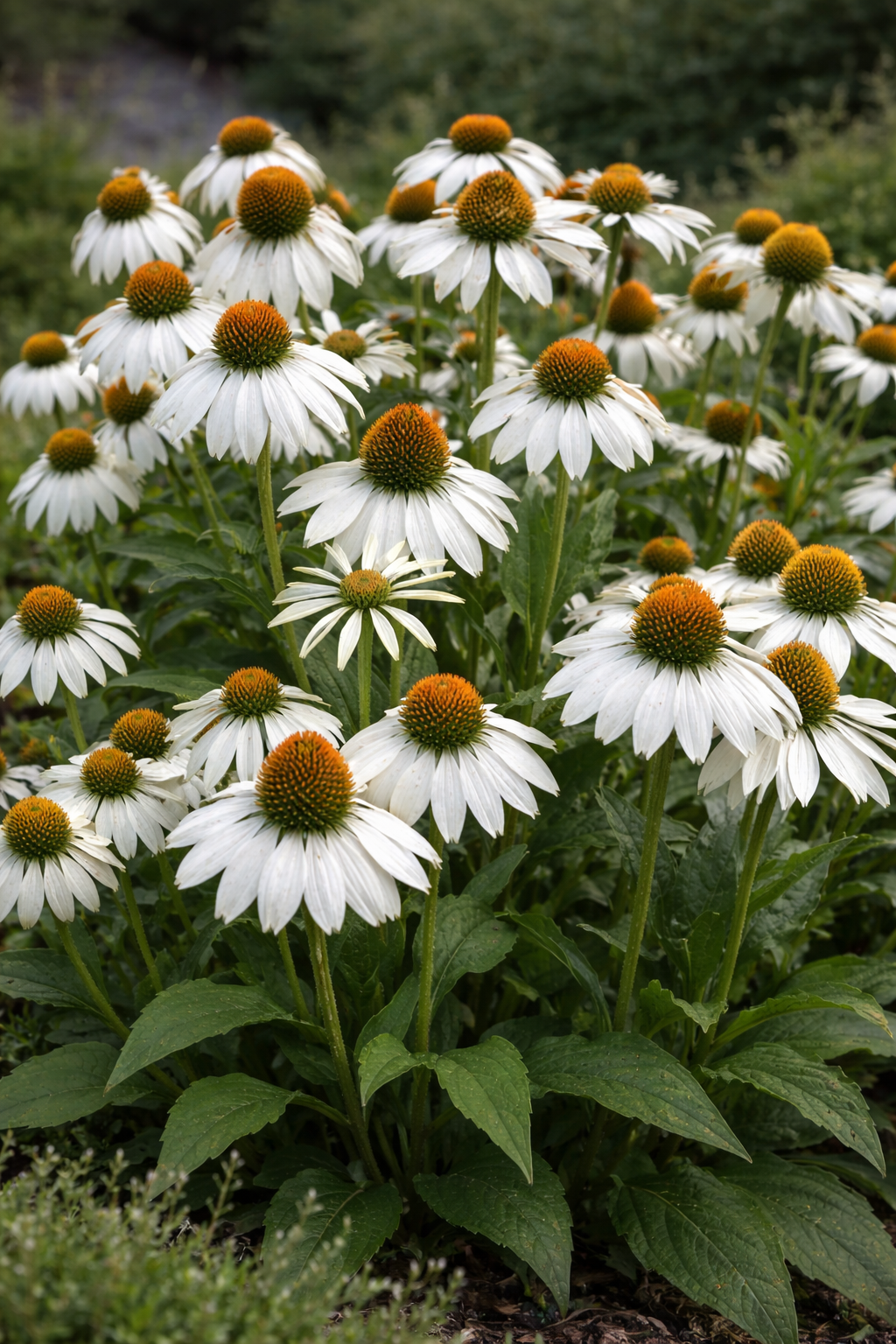 Echinacea purpurea 'Alba' (Zonnehoed)