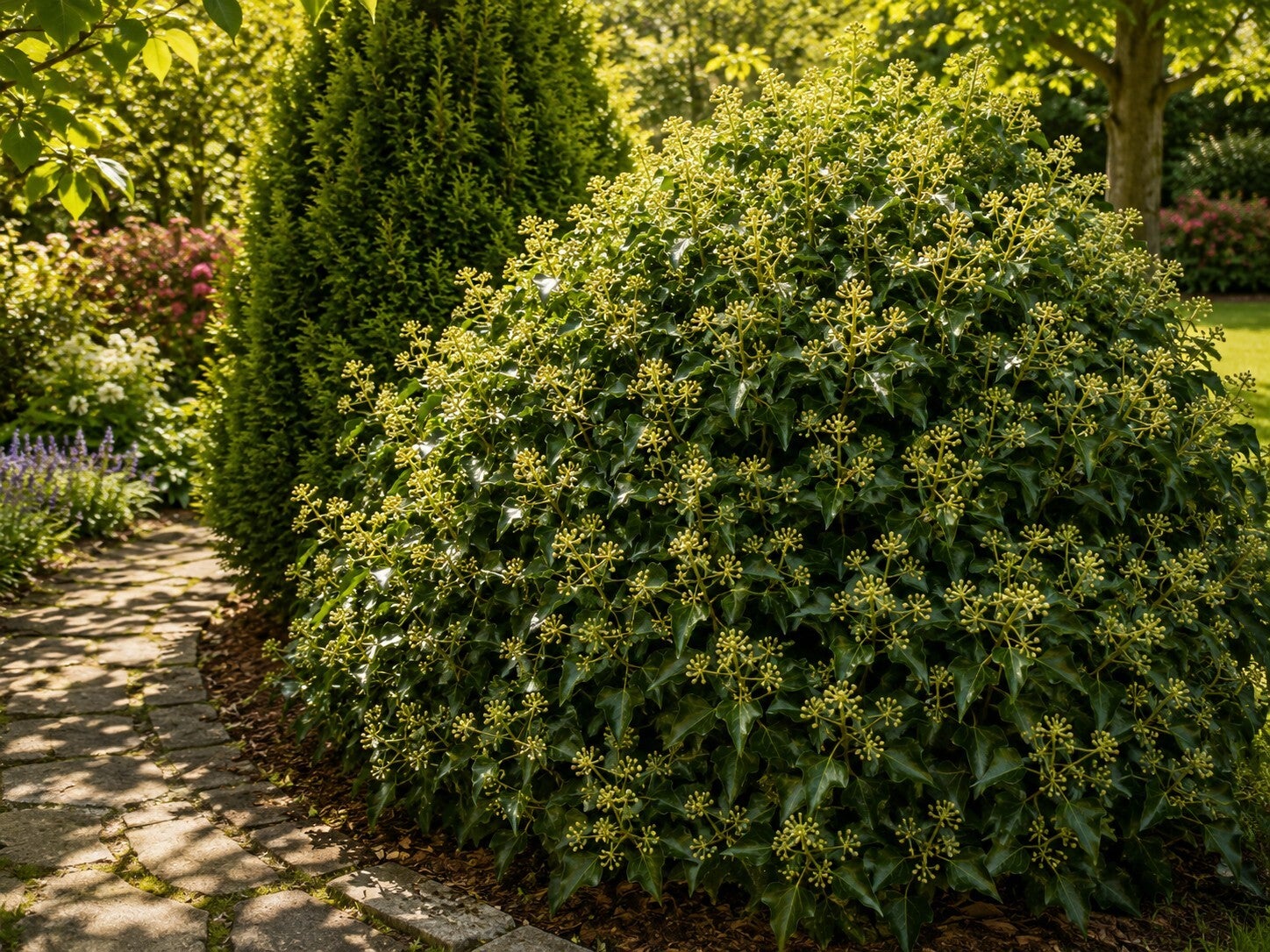 Hedera helix 'Arborescens' (Struikklimop)