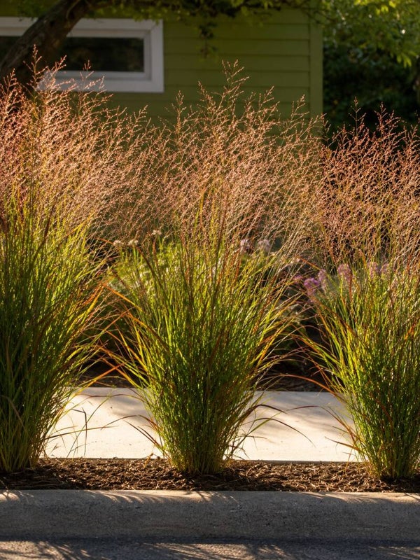Panicum virgatum 'Warrior' (Vingergras)