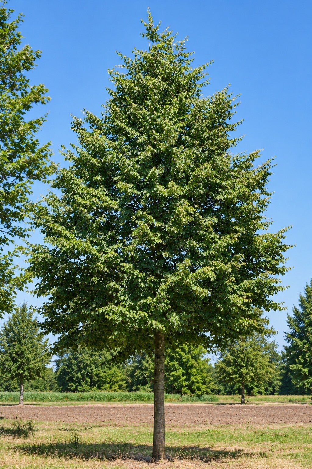 Tilia cordata 'Greenspire' (winterlinde)