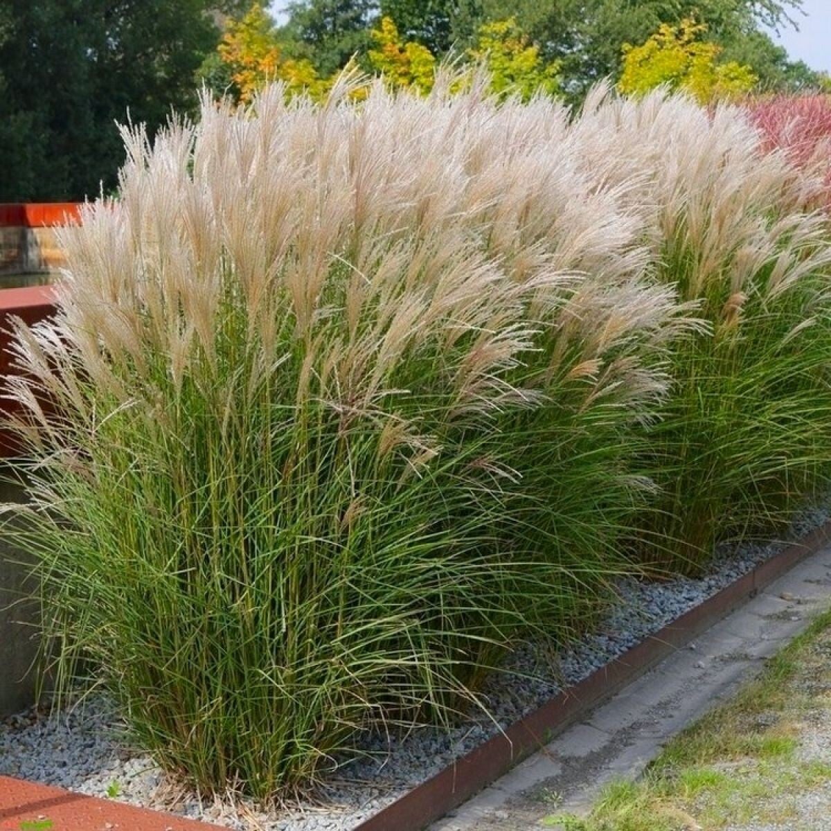 Miscanthus sinensis 'Adagio' (Prachtriet)