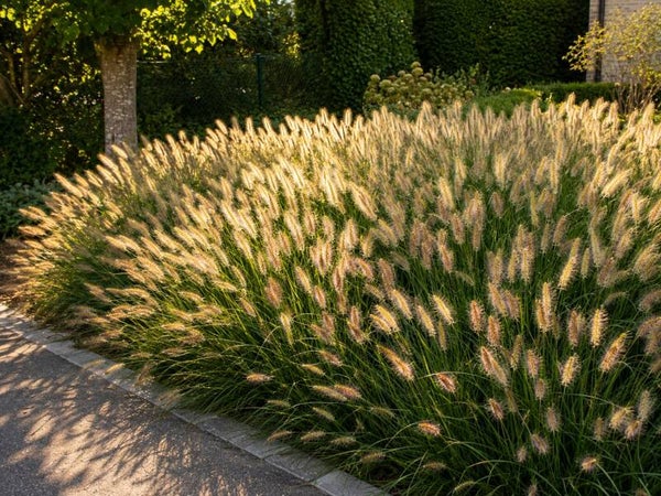 Pennisetum alopecuroides 'Hameln' (Lampenpoetsersgras)