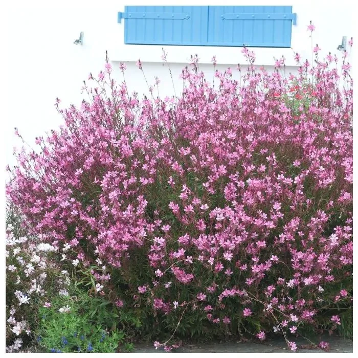 Gaura lindheimeri 'Siskiyou Pink' (Prachtkaars)
