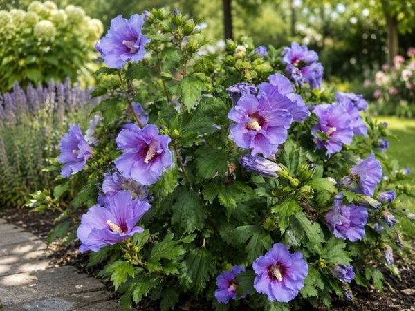 Hibiscus syriacus (Altheastruik)
