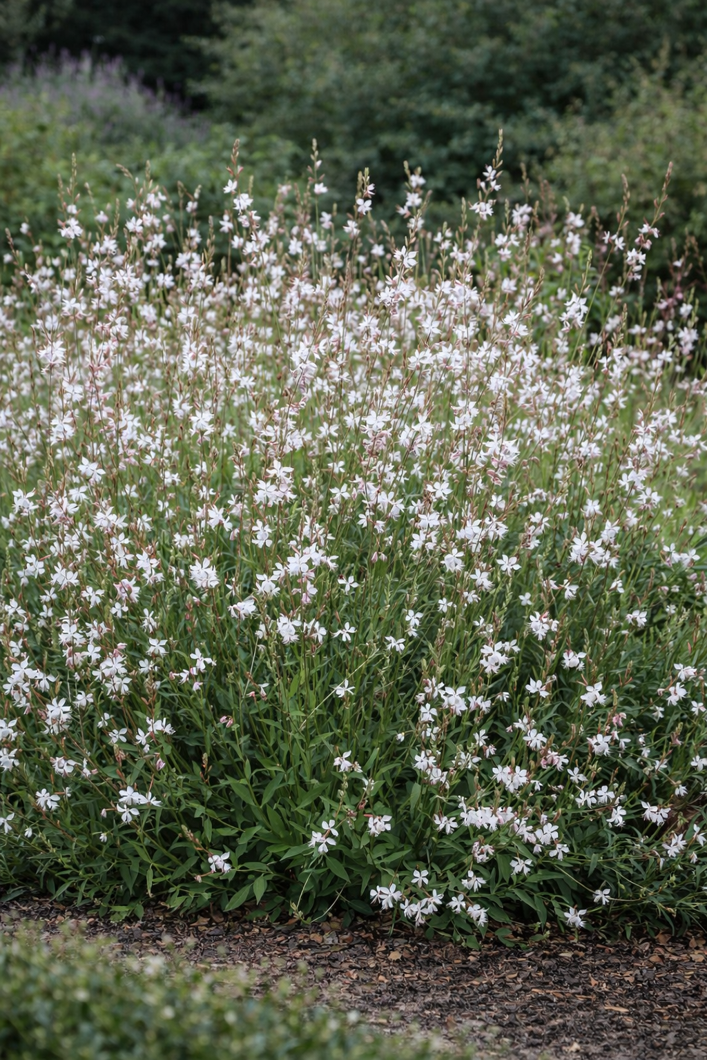 Gaura lindheimeri 'Whirling Butterflies' (Prachtkaars)