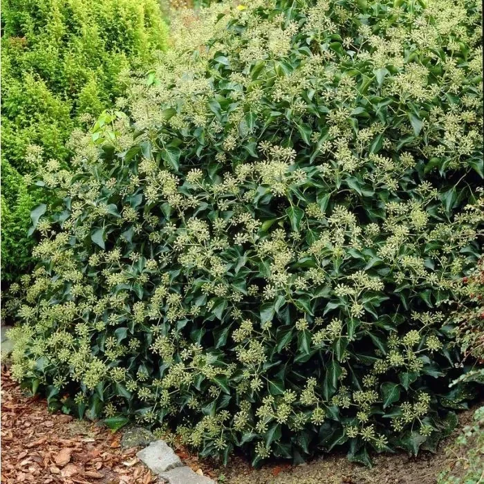 Hedera helix 'Arborescens' (Struikklimop)