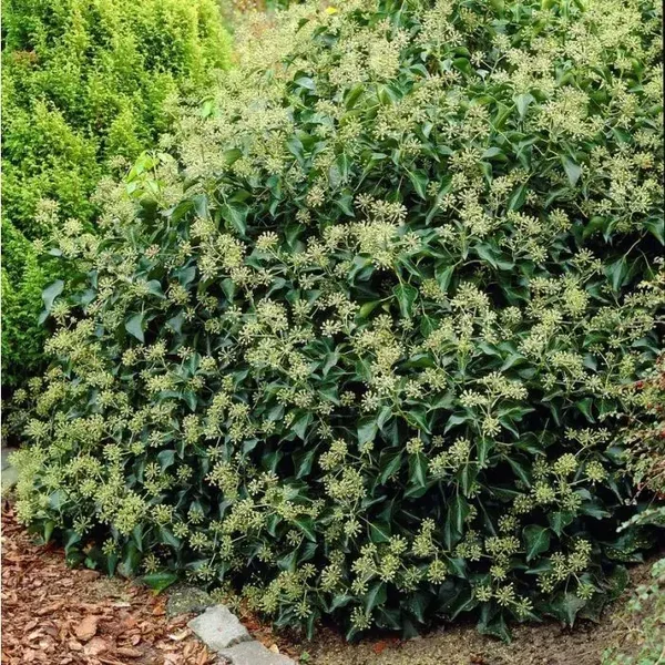 Hedera helix 'Arborescens' (Struikklimop)