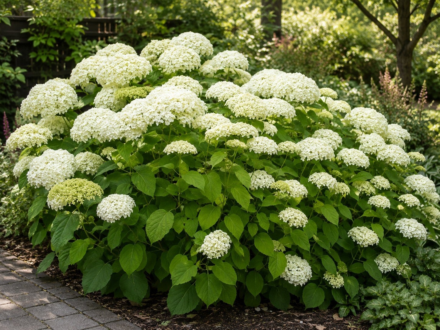 Hydrangea arborescens 'Annabelle' (Sneeuwbal hortensia)