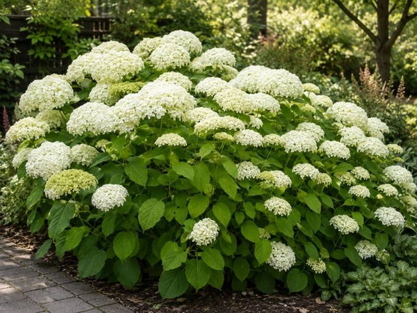 Hydrangea arborescens 'Annabelle' (Sneeuwbal hortensia)