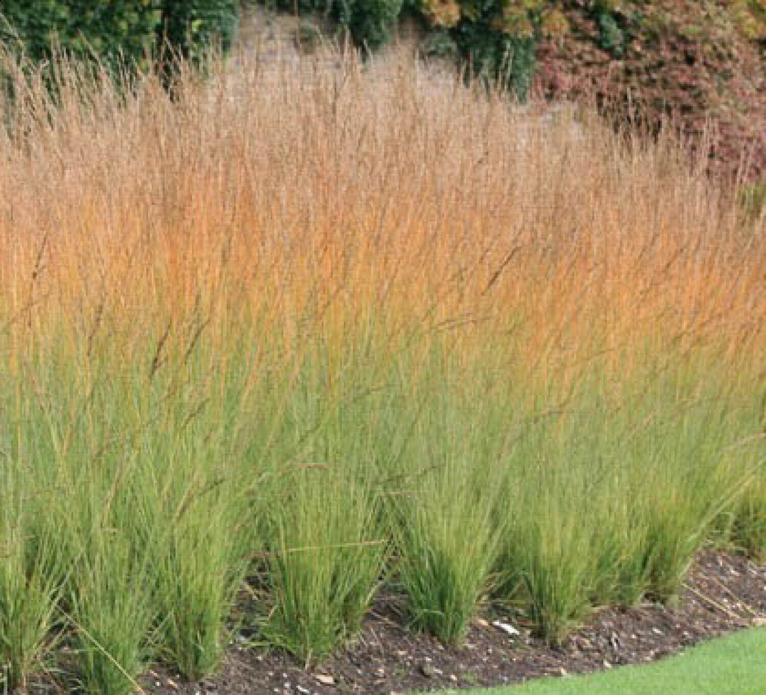 Molinia caerulea 'Heidebraut' (Pijpenstrootje)