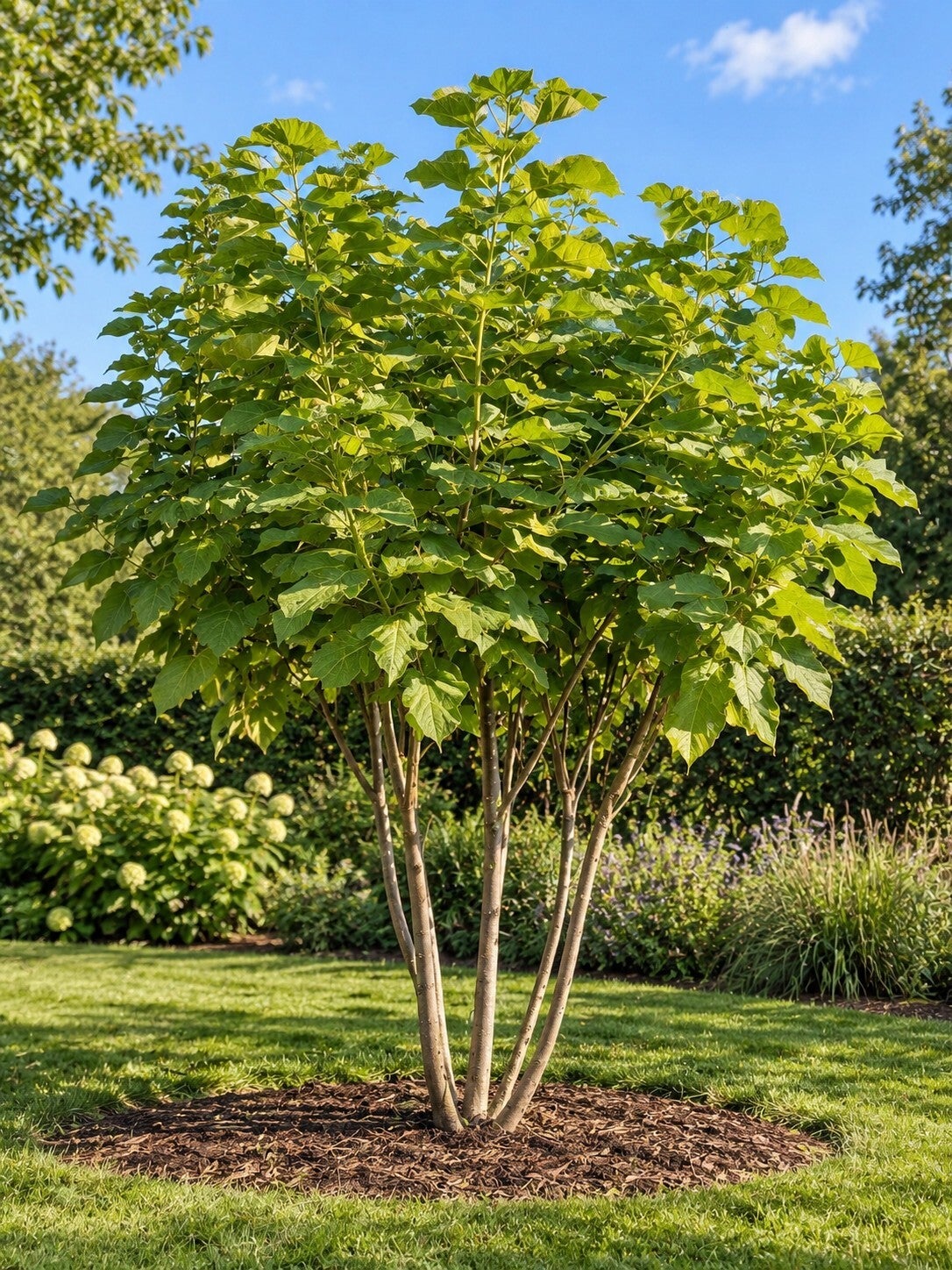 Catalpa bignonioides (Trompetboom)