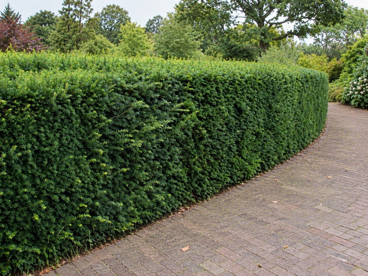 Taxus baccata (Venijnboom)
