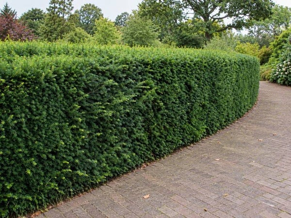 Taxus baccata (Venijnboom)