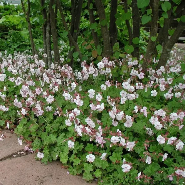 Geranium cantabrigiense 'Biokovo' (Ooievaarsbek)