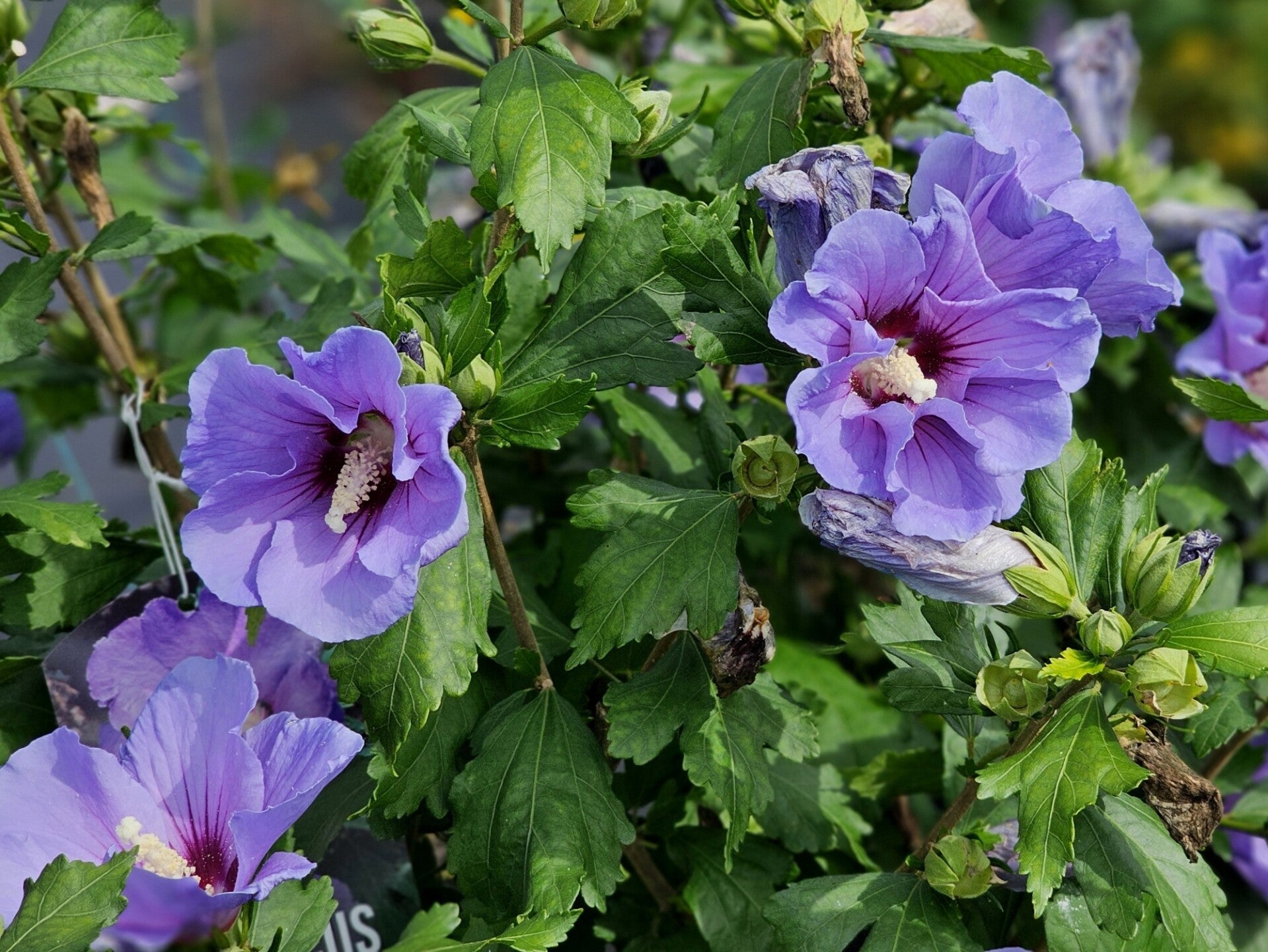 Hibiscus syriacus (Altheastruik)