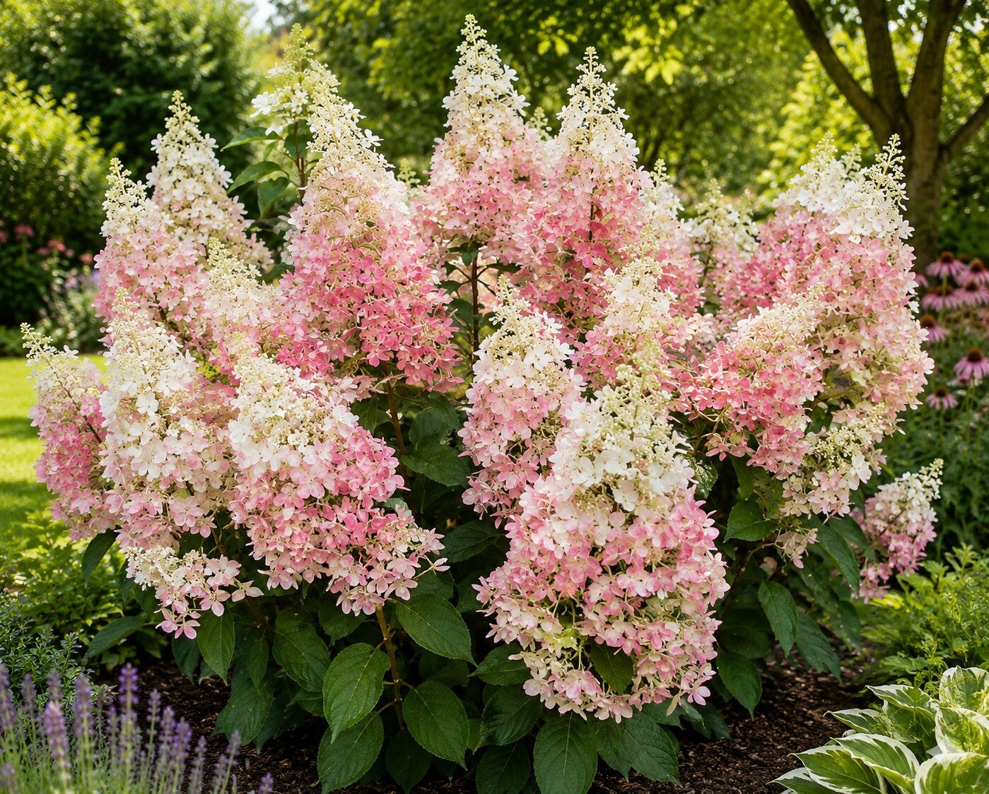 Hydrangea paniculata 'Candlelight' ® (Pluimhortensia)