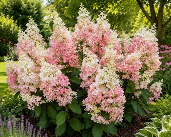 Hydrangea paniculata 'Candlelight' ® (Pluimhortensia)