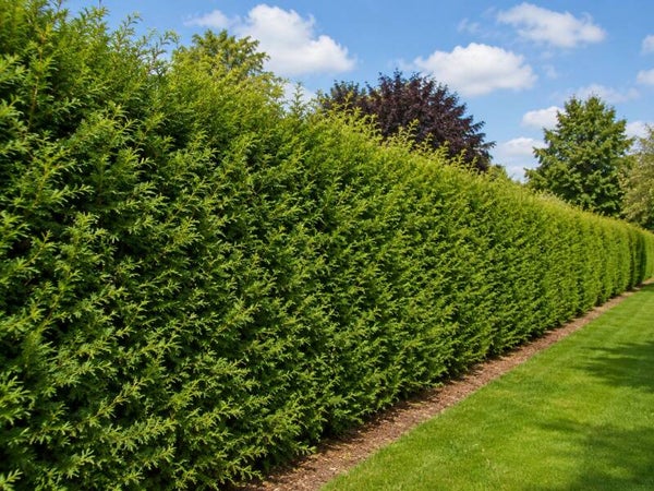 Thuja occidentalis 'Brabant' (Levensboom)
