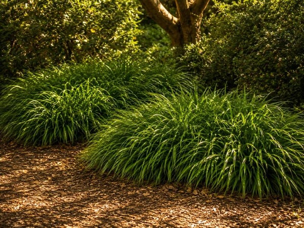 Hakonechloa macra (Japans bosgras)