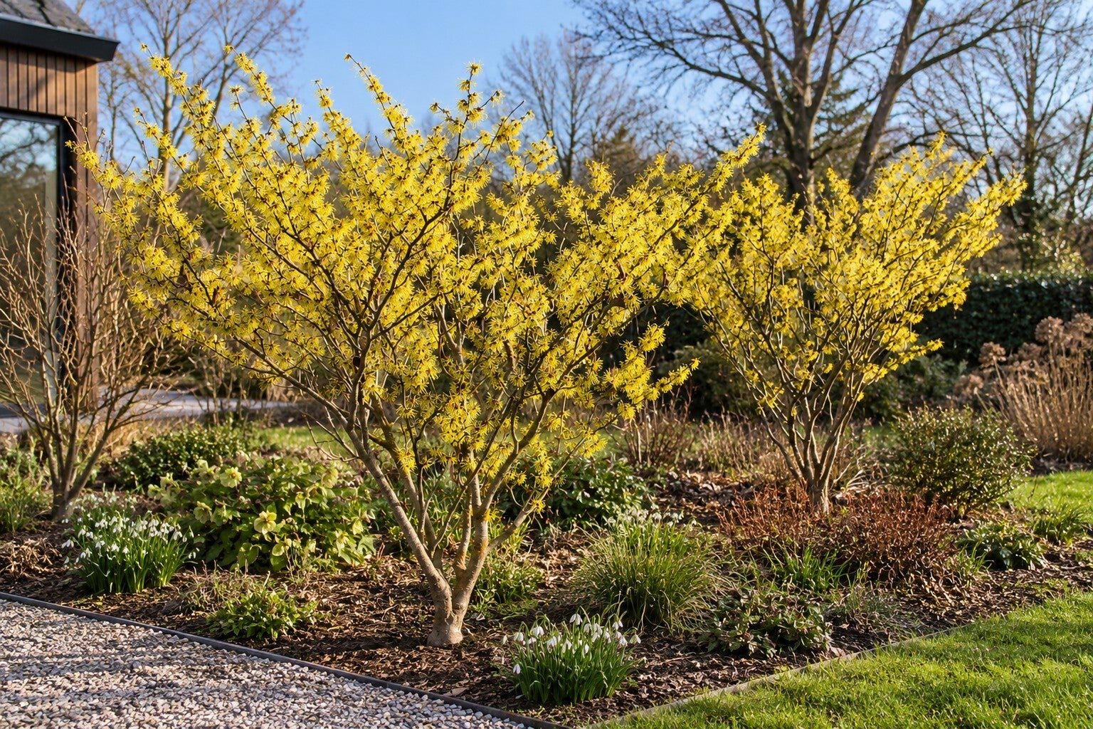 Hamamelis virginiana (Toverhazelaar)