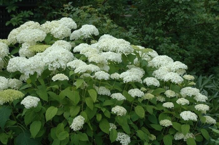 Hydrangea arborescens 'Annabelle' (Sneeuwbal hortensia)