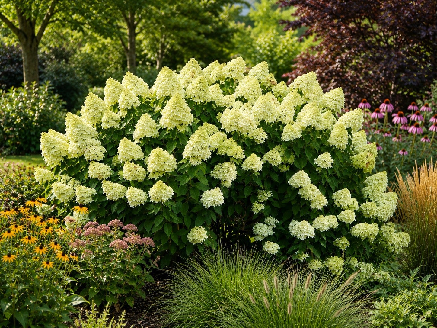 Hydrangea paniculata 'Grandiflora' (Pluimhortensia)