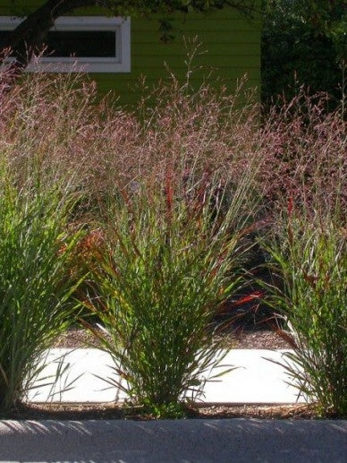 Panicum virgatum 'Warrior' (Vingergras)