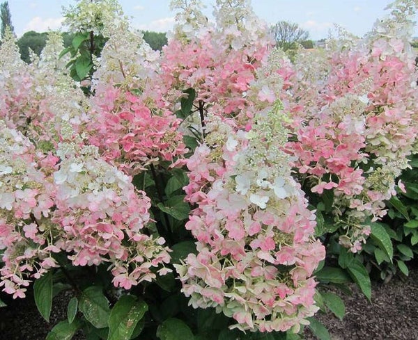 Hydrangea paniculata 'Candlelight' ® (Pluimhortensia)