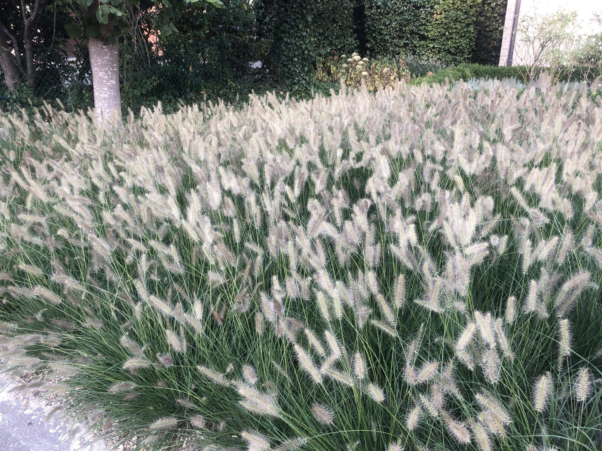 Pennisetum alopecuroides 'Hameln' (Lampenpoetsersgras)