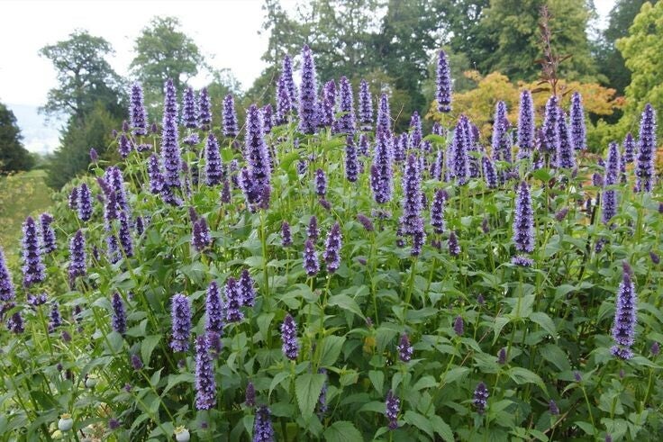 Agastache 'Black Adder' (Annijsnetel)