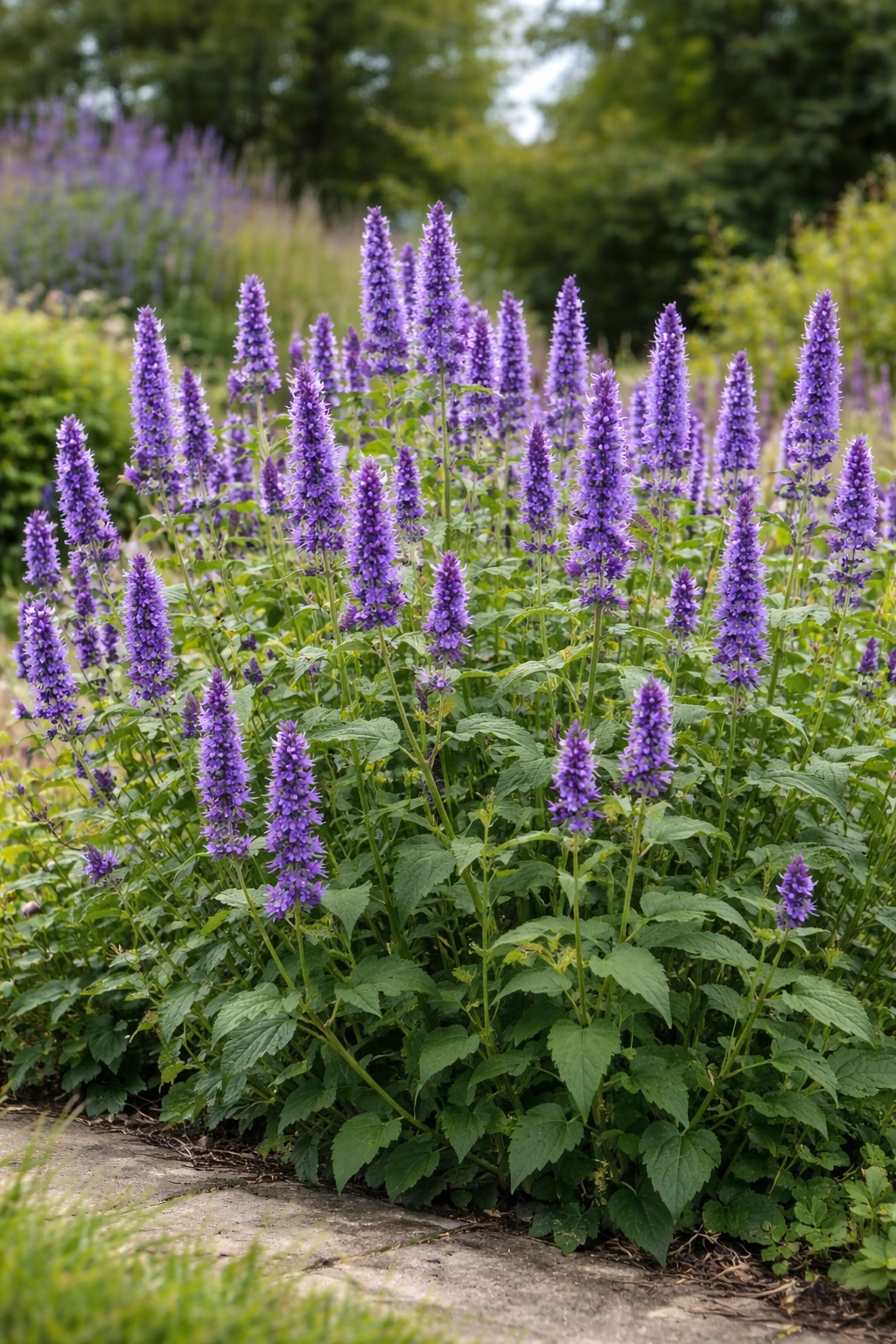 Agastache 'Black Adder' (Annijsnetel)