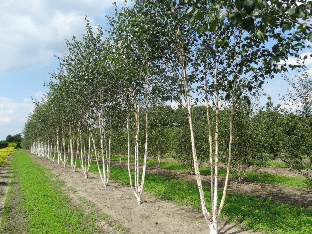 Betula utilis var. jacquemontii (Witte himalayaberk)