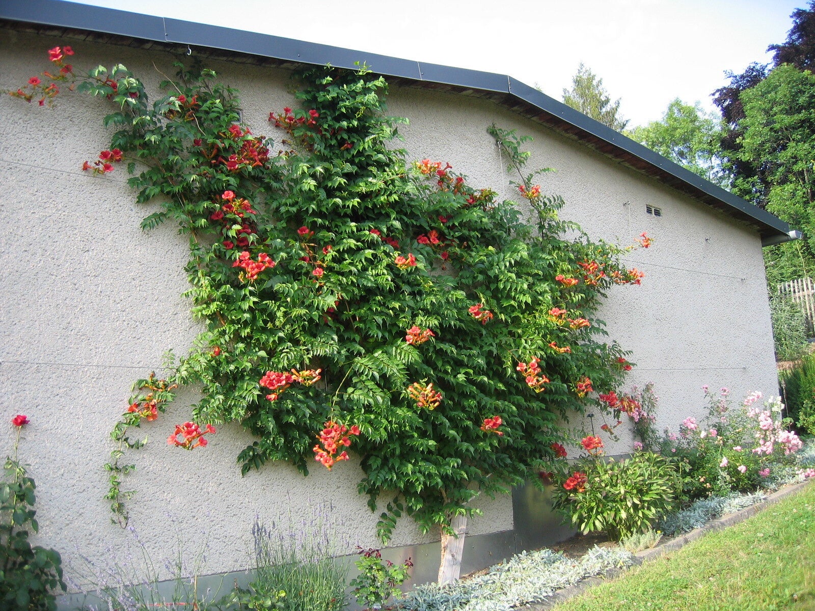 Campsis radicans (Trompetklimmer)