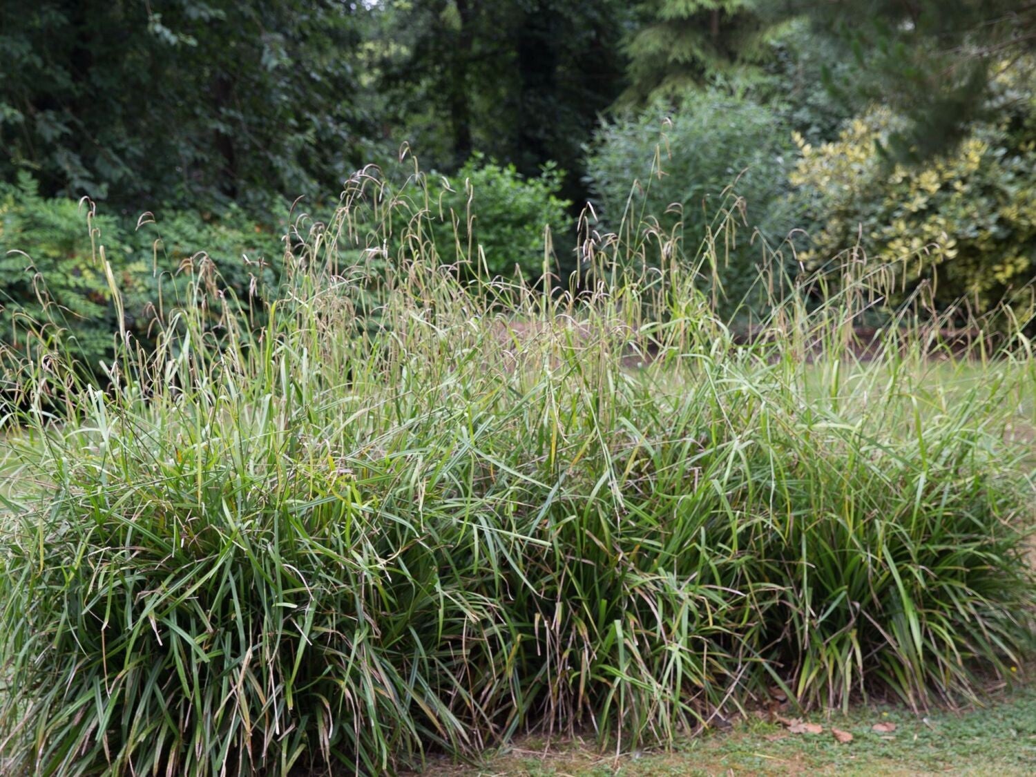 Carex pendula (Hangende zegge)