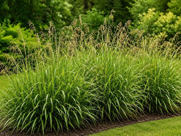 Carex pendula (Hangende zegge)