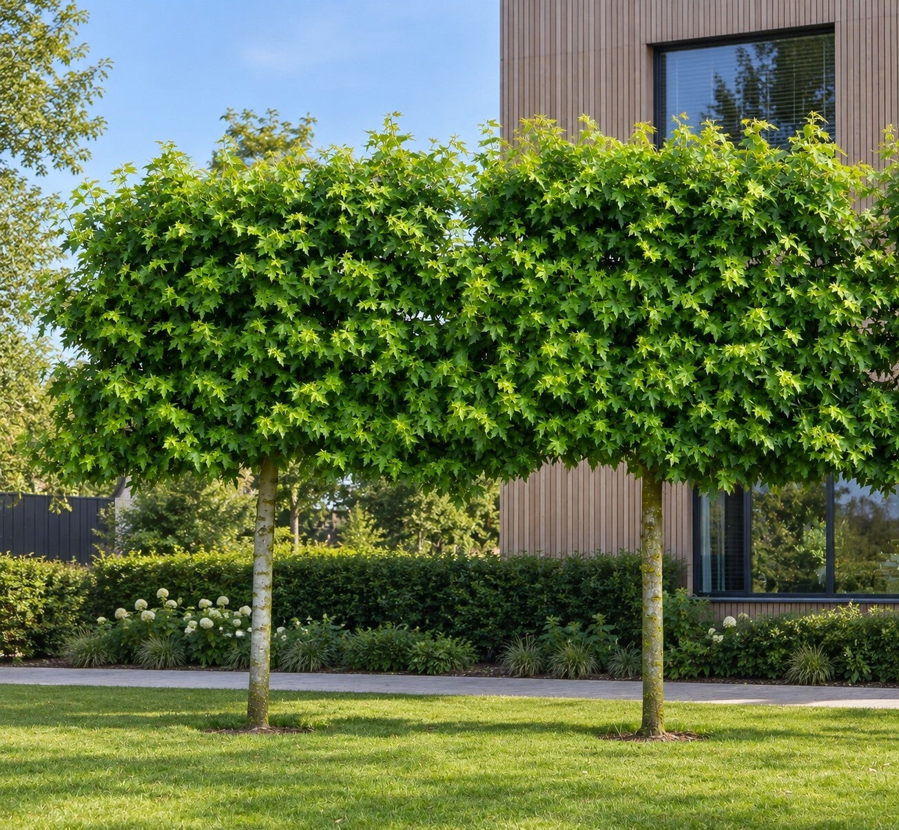 Liquidambar styraciflua - leivorm (amberboom)