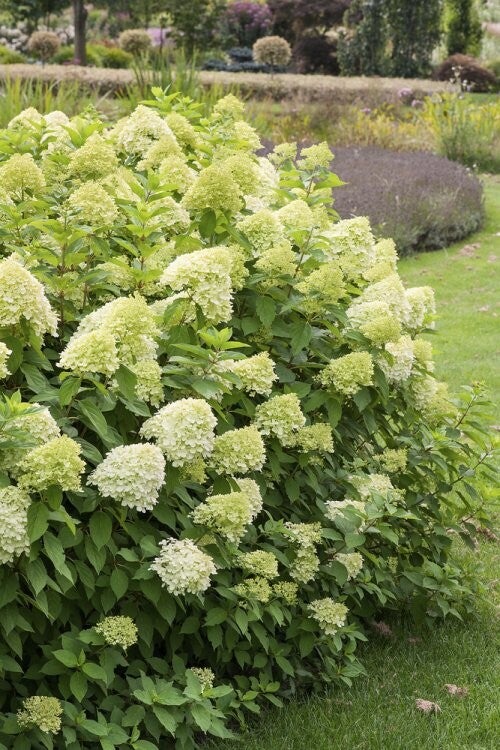 Hydrangea paniculata 'Limelight' ®  (Pluimhortensia)