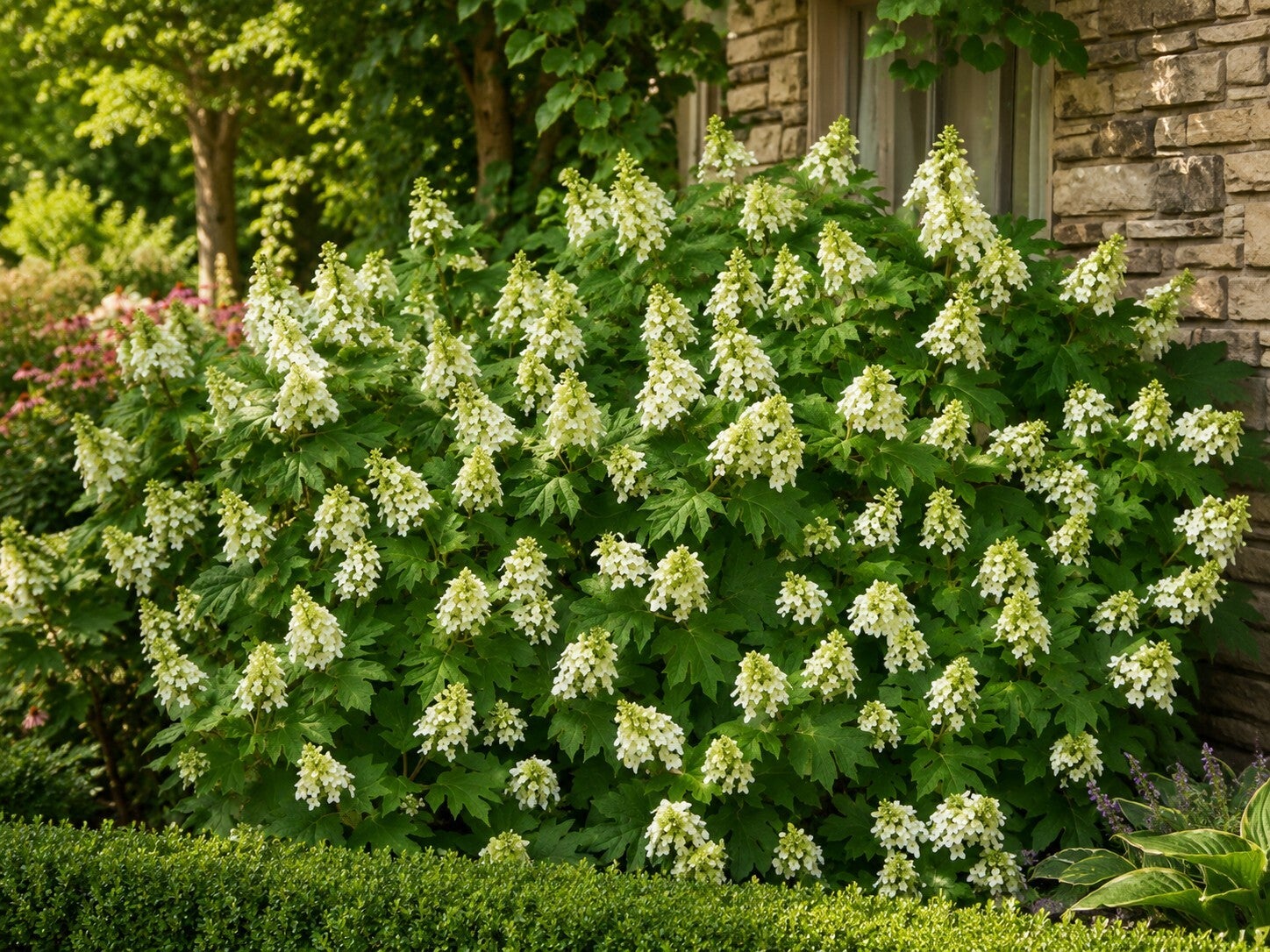 Hydrangea quercifolia 'Snow Queen' ® (Eikenbladhortensia)