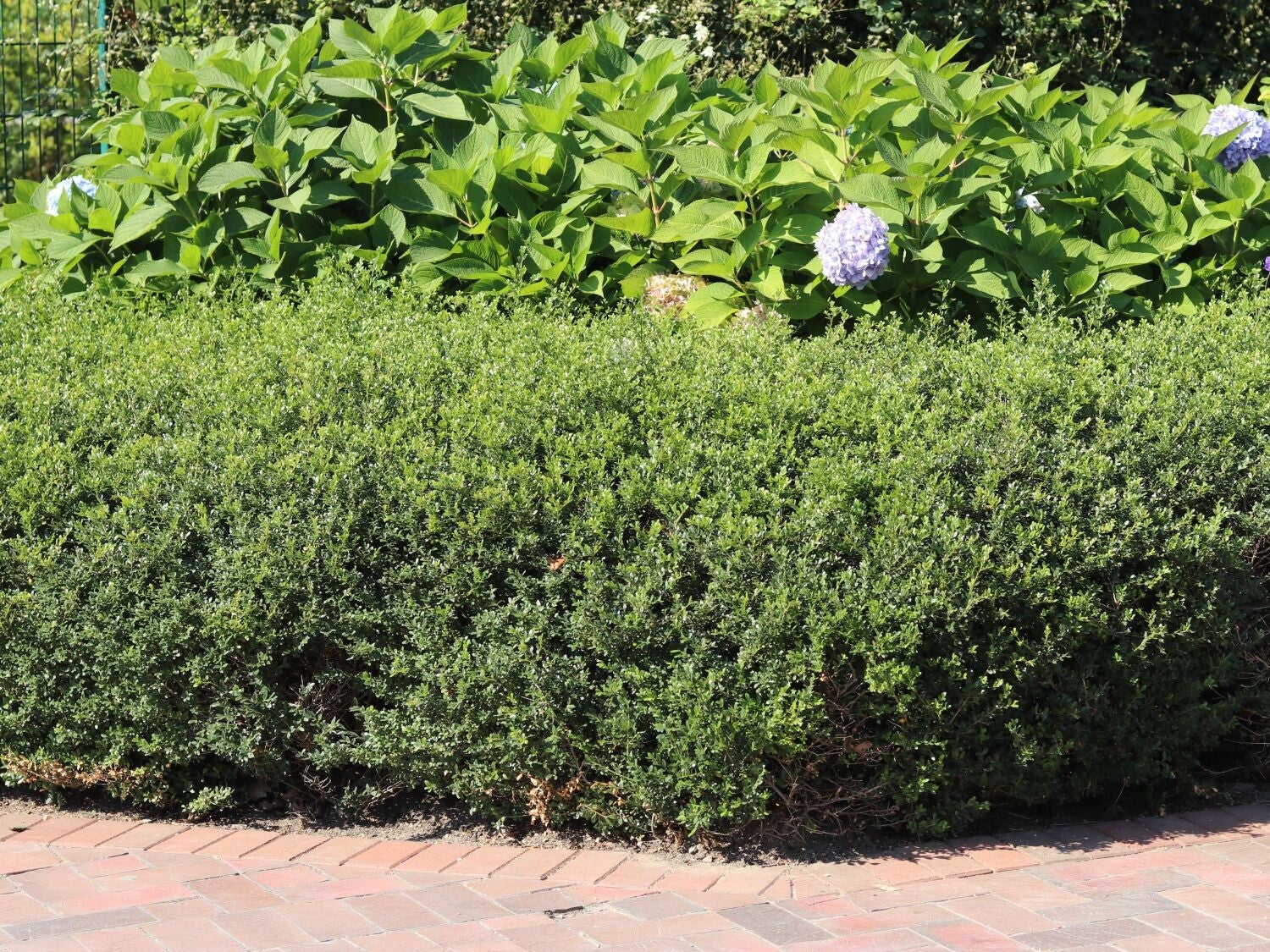 Ilex crenata 'Glory Gem' (Japanse hulst)