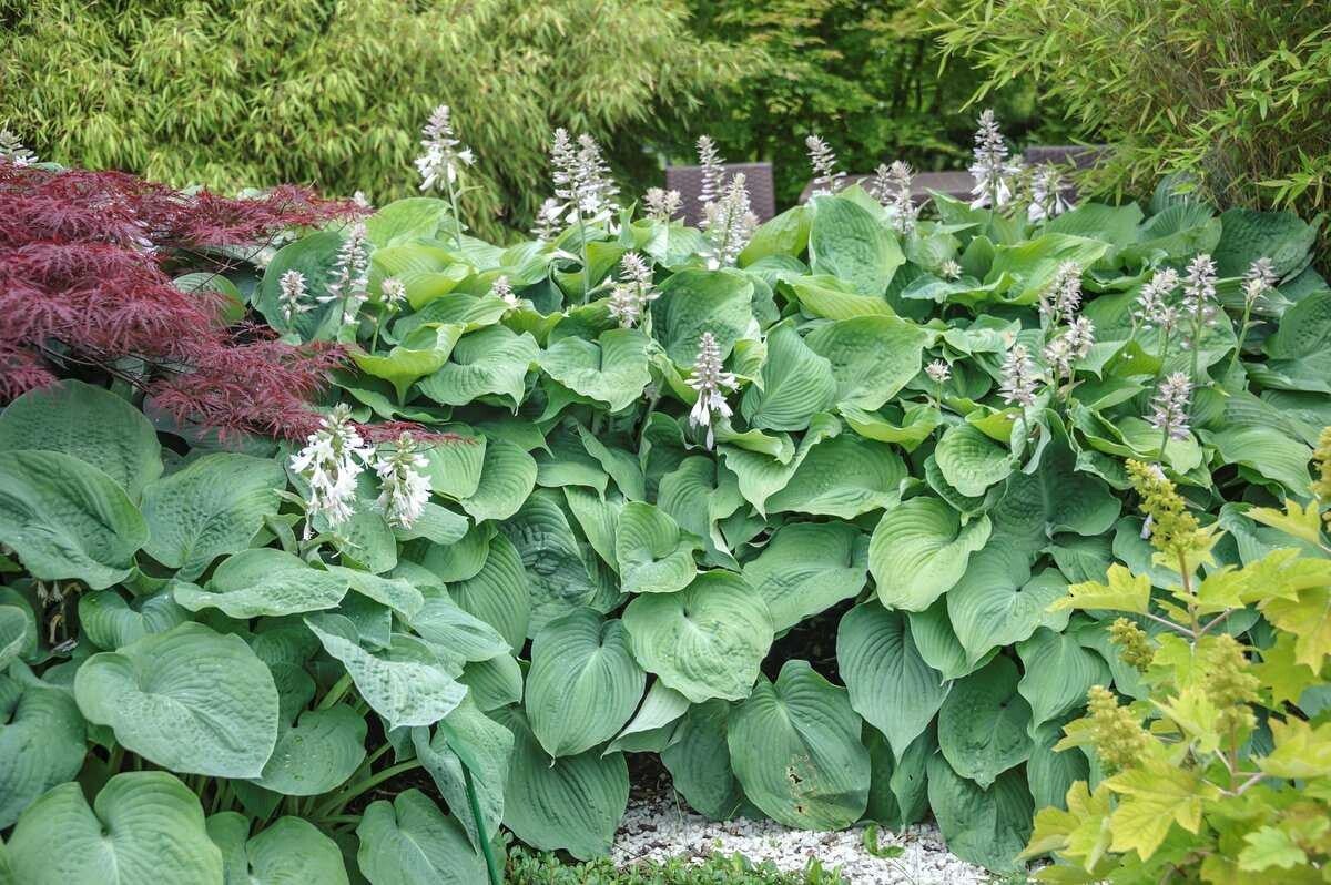 Hosta sieboldiana 'Elegans' (Hartlelie)