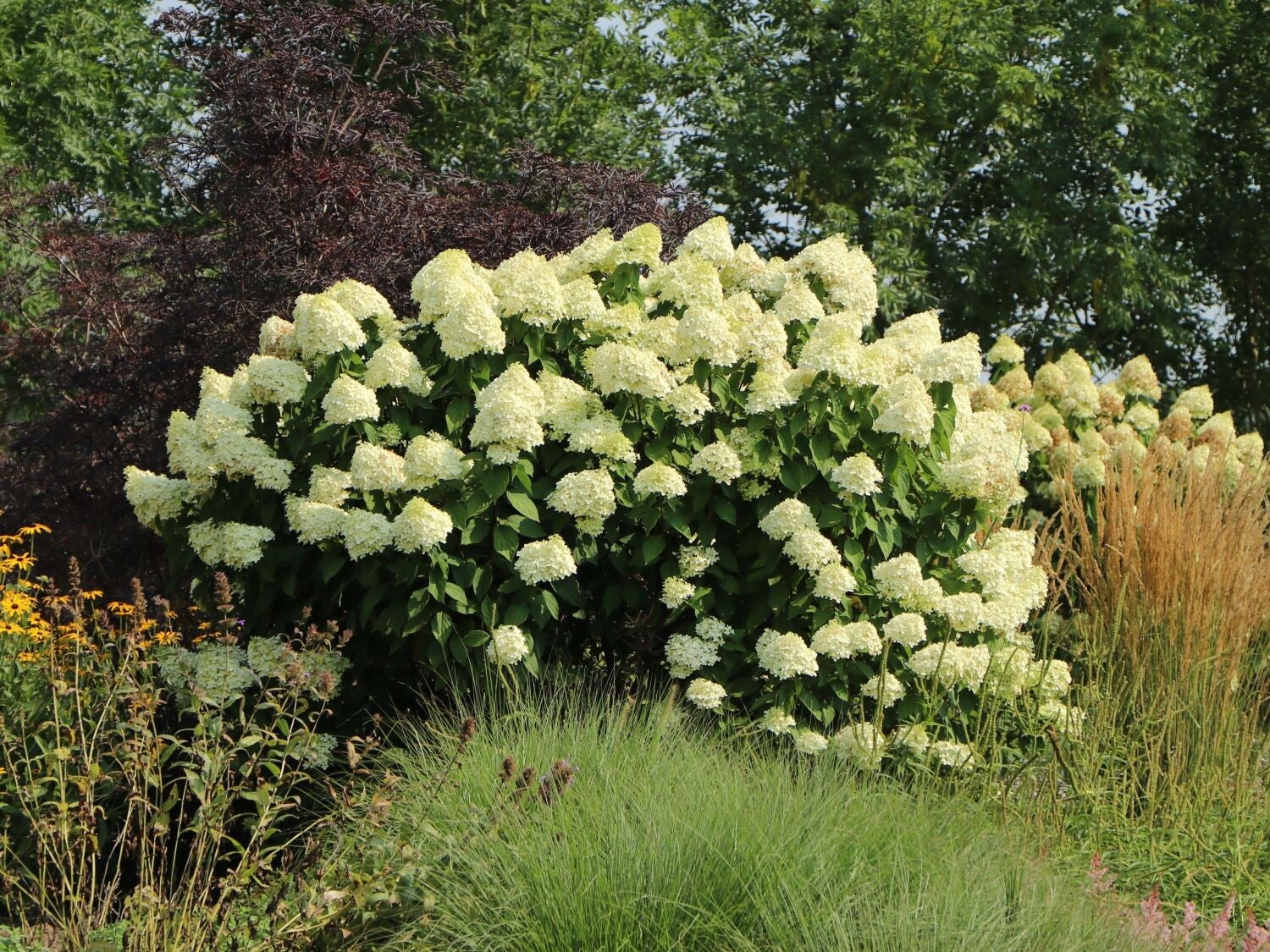 Hydrangea paniculata 'Grandiflora' (Pluimhortensia)