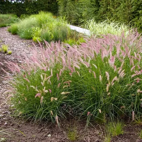 Pennisetum orientale 'Flamingo' (Lampenpoetsersgras)