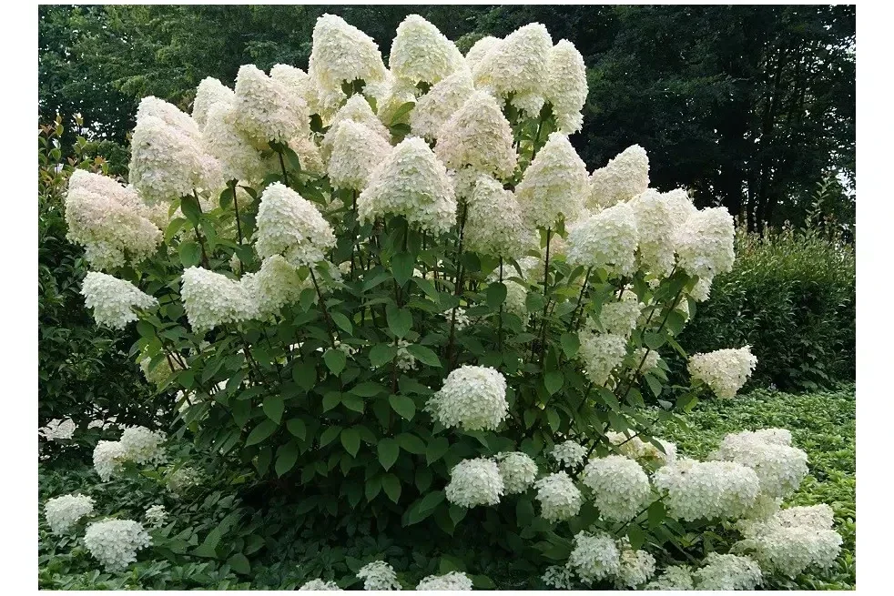Hydrangea paniculata 'Phantom' (Pluimhortensia)