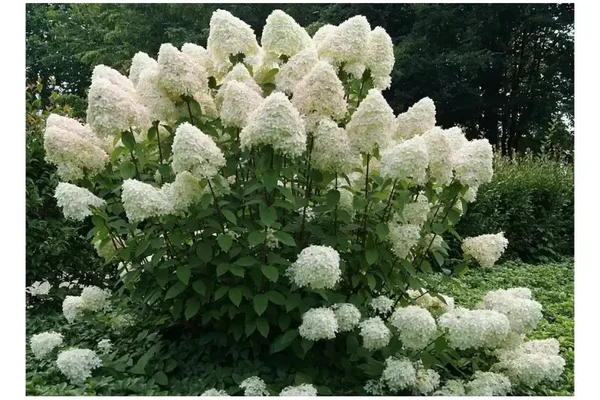 Hydrangea paniculata 'Phantom' (Pluimhortensia)