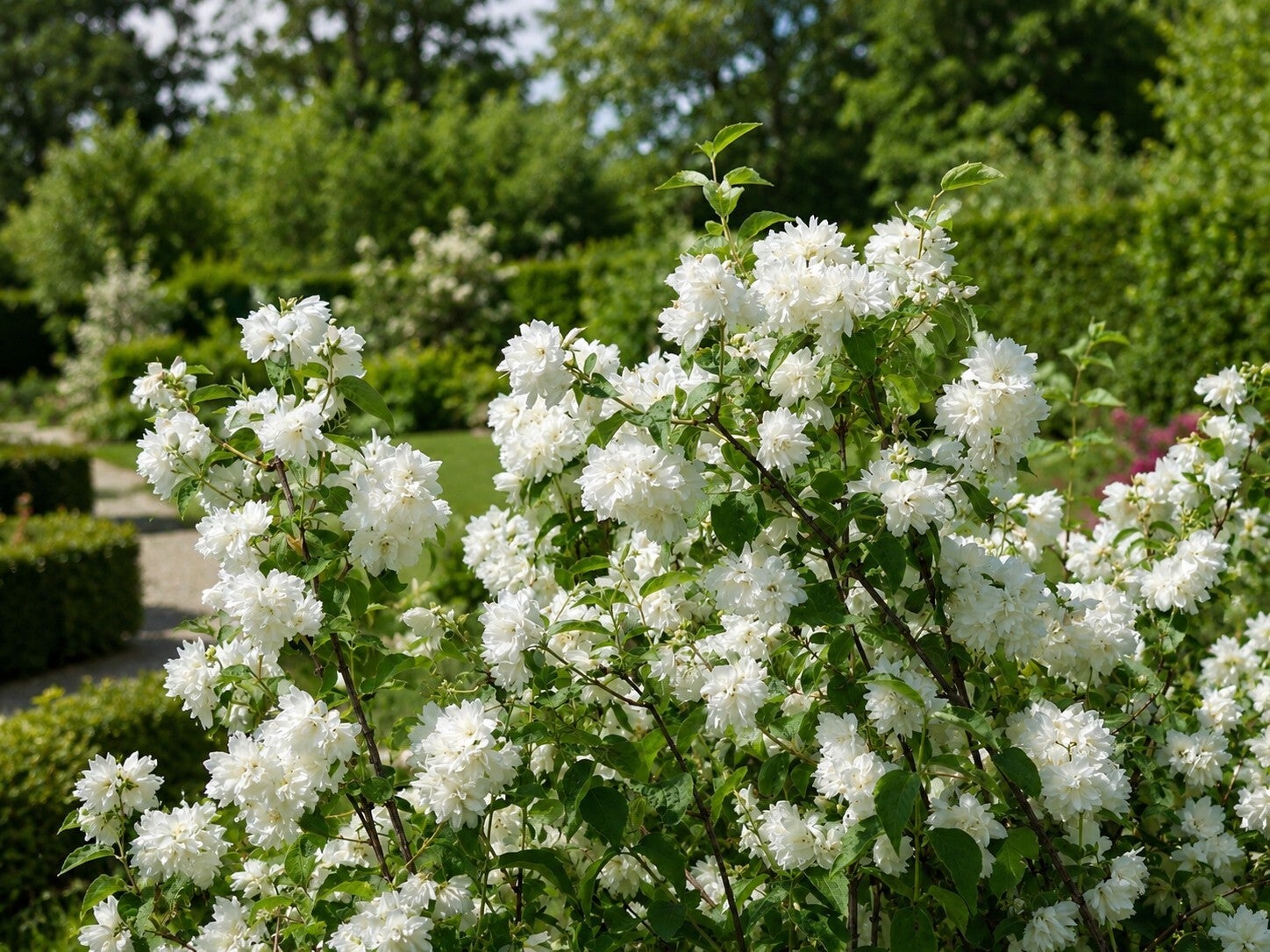 Philadelphus 'Schneesturm' (Boerenjasmijn)