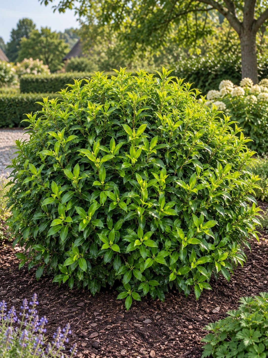 Prunus lusitanica 'Angustifolia' - bolvorm (Portugese laurier)
