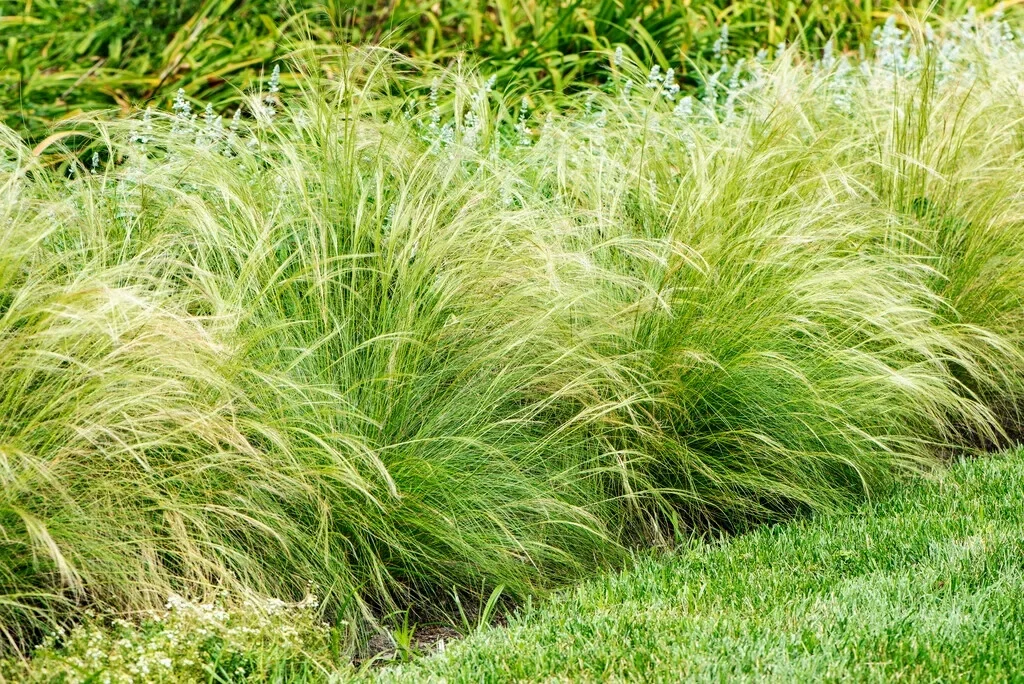 Stipa tenuissima 'Ponytails' (Vedergras)